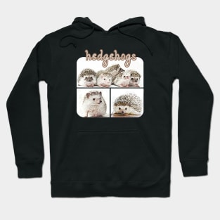 Pygmy Hedgehogs Hoodie